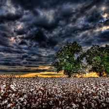 clouds, west, viewes, cotton, trees, sun