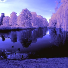 viewes, dawn, Snowy, trees, lake