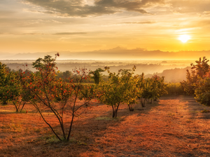 viewes, Bush, Italy, Fog, Tuscany, trees, Field, Great Sunsets