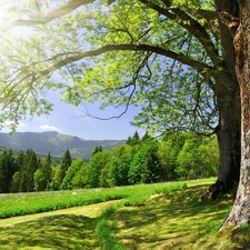 Field, trees, viewes, grass