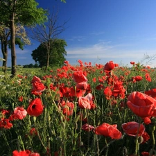 Field, trees, viewes, poppy