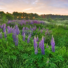 trees, viewes, Flowers, lupine, Meadow