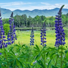 lupins, purple, trees, viewes, Mountains, Flowers