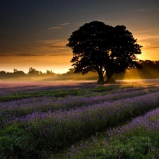 viewes, Narrow-Leaf Lavender, sun, trees, west