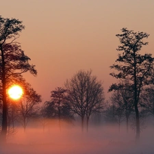 viewes, Fog, sun, trees, west