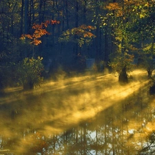 forest, trees, viewes, Fog