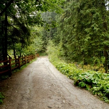 forest, trees, viewes, Path