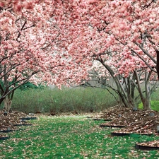 viewes, fruit, flourishing, trees, orchard