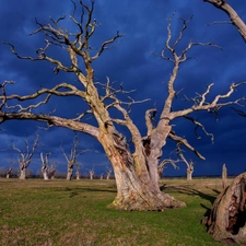 viewes, grass, dry, trees, storm