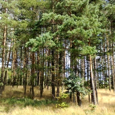 grass, trees, viewes, forest