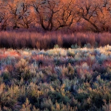 trees, viewes, heath, Bush, heathers