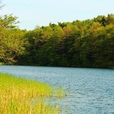 lake, trees, viewes, forest