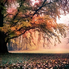 sun, trees, Leaf, luminosity, Przebijające, Park, viewes, autumn, flash, ligh