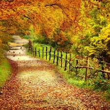 viewes, Leaf, fence, trees, Way