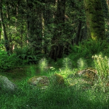 trees, fern, viewes, forest, flash, luminosity, ligh, sun, Przebijające