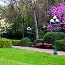 viewes, Lighthouse, flourishing, trees, Park