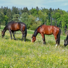 trees, viewes, Meadow, forest, bloodstock