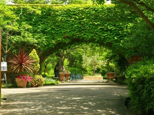 Park, trees, viewes, alley