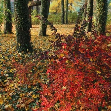 Leaf, color, viewes, Park, trees, Autumn