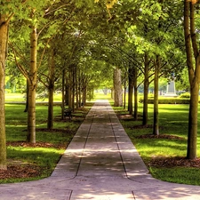 Park, trees, viewes, lane