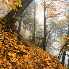 viewes, Path, Autumn, trees, Park