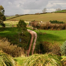 grass, Way, viewes, pens, trees, Clumps