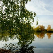 lake, branch pics, viewes, birch-tree, trees