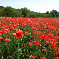 Red, trees, viewes, papavers