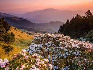 Rhododendrons, Flowers, trees, viewes, Mountains, Rhododendron
