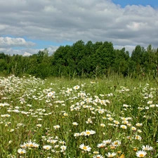 viewes, Sky, Meadow, trees, Flowers