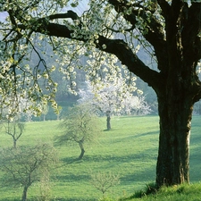 viewes, Spring, flourishing, trees, field