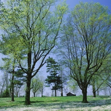 Spring, trees, viewes, green