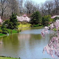 flourishing, Park, viewes, Spring, trees, River