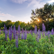 viewes, Meadow, VEGETATION, rays of the Sun, lupine, trees