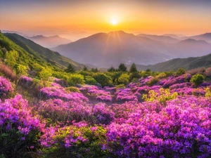 Fog, Mountains, trees, viewes, rhododendron, Sunrise