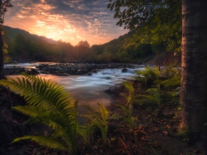 Stones, Great Sunsets, viewes, fern, trees, River