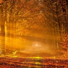 forest, trees, rays of the Sun, autumn, Way, viewes