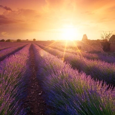 viewes, lavender, Sunrise, trees, Field, ruin, rays of the Sun