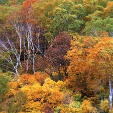 viewes, autumn, trees