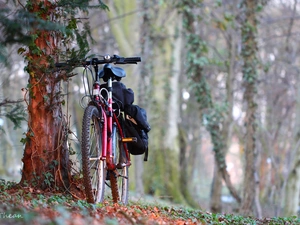 viewes, Bike, trees