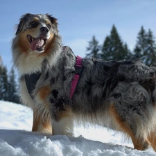 winter, dog, trees, viewes, snow, Australian Shepherd