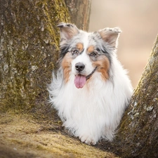 muzzle, dog, trees, viewes, Tounge, Australian Shepherd