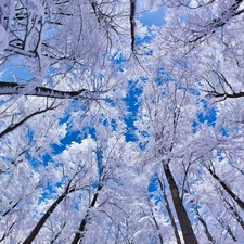 viewes, frosty, trees