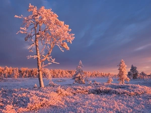 viewes, Snowy, Russia, White frost, Karelia, trees, winter, grass