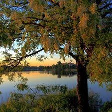 viewes, lake, trees