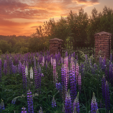 lupine, Meadow, trees, Flowers, Great Sunsets, fence, viewes