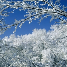 viewes, winter, trees