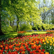 viewes, Tulips, Park, trees, Netherlands