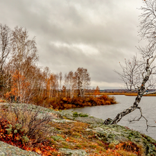 birch, trees, VEGETATION, viewes, autumn, Coloured, lake