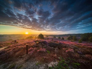 heathers, heath, trees, viewes, Province of Gelderland, Netherlands, Sunrise, Veluwezoom National Park, clouds